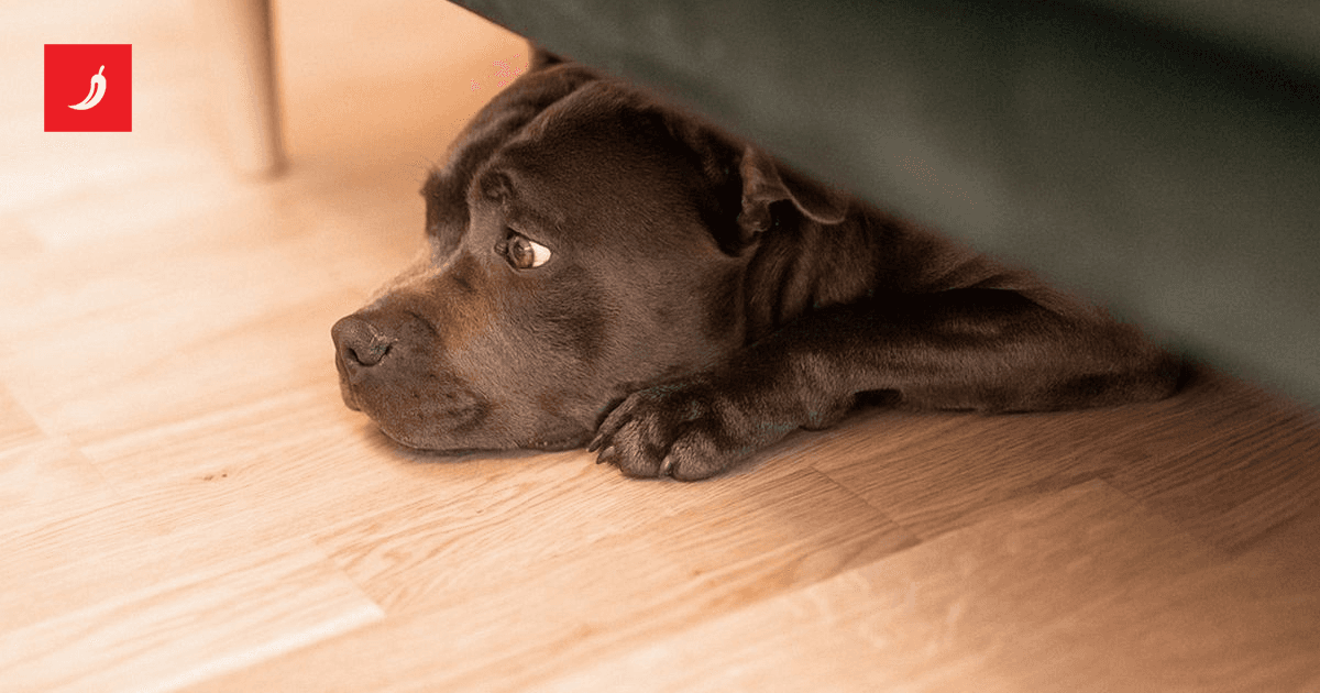 Hoće li Hrvatska slijediti Nizozemsku u borbi protiv vatrometa?